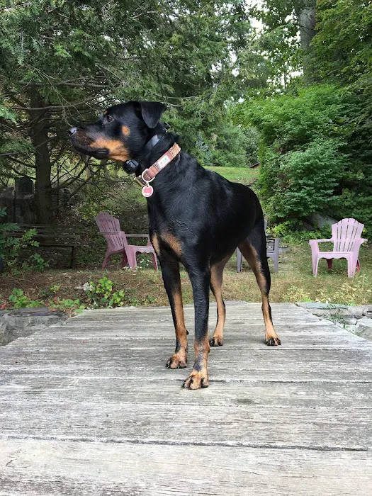 WAG: Whole Animal Gym Picture 5