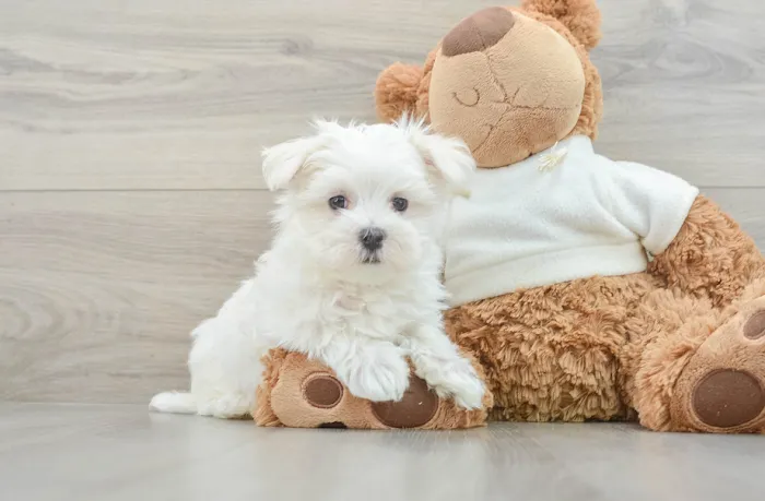 Teacup Puppy Store in New York Picture 2