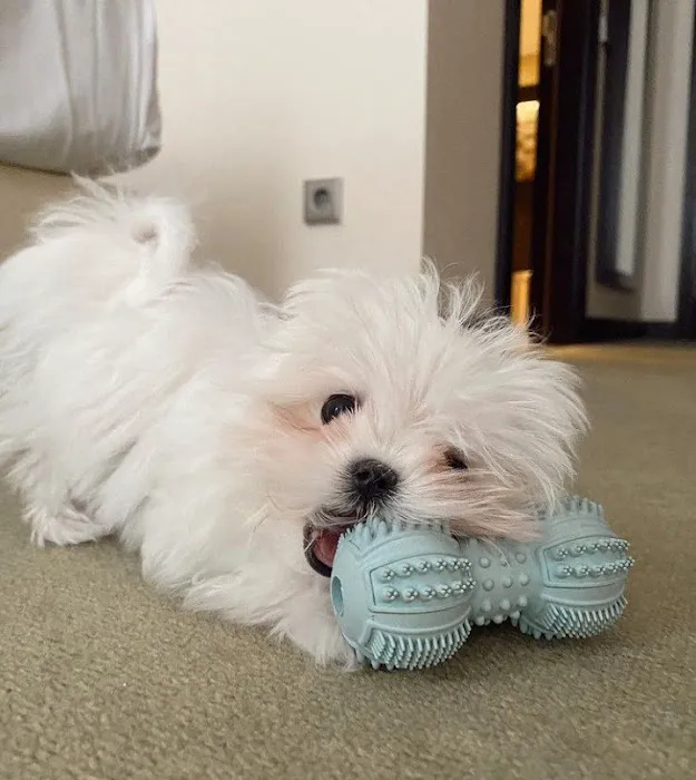 Teacup Puppy Store in New York Picture 3
