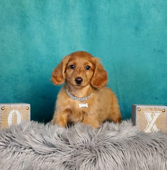 Teacup Puppy Store in New York Picture 1