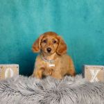 Teacup Puppy Store in New York