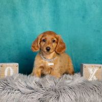 Teacup Puppy Store in New York ico