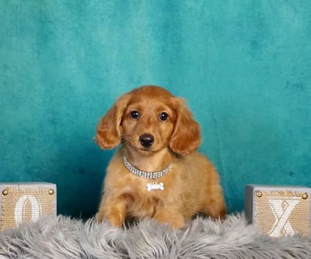 Teacup Puppy Store in New York