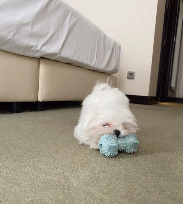 Teacup Puppy Store in New York Picture 4