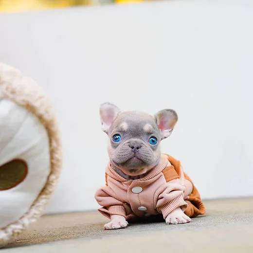 Teacup Puppy Store in New York Picture 7