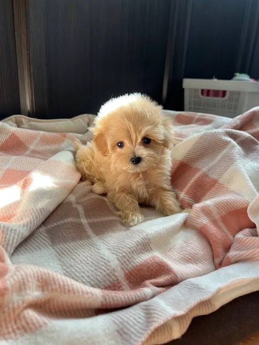Teacup Puppy Store in New York Picture 5