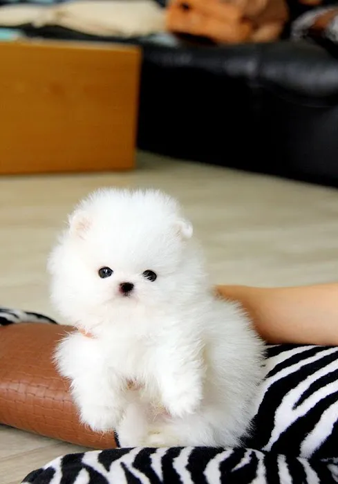 Teacup Puppy Store in New York Picture 8
