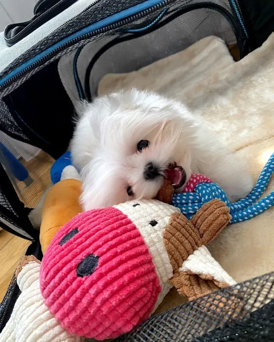 Teacup Puppy Store in New York Picture 6