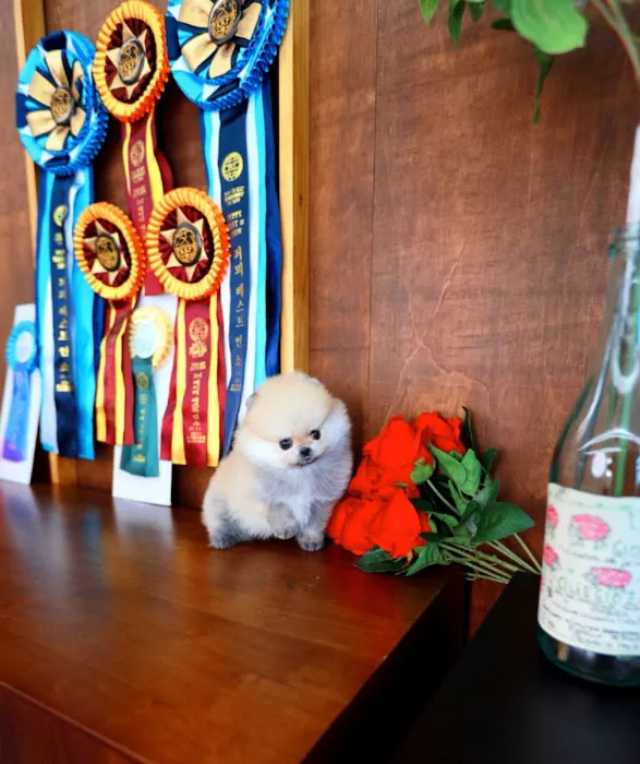 Teacup Puppy Store in New York Picture 9