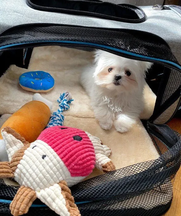 Teacup Puppy Store in New York Picture 10
