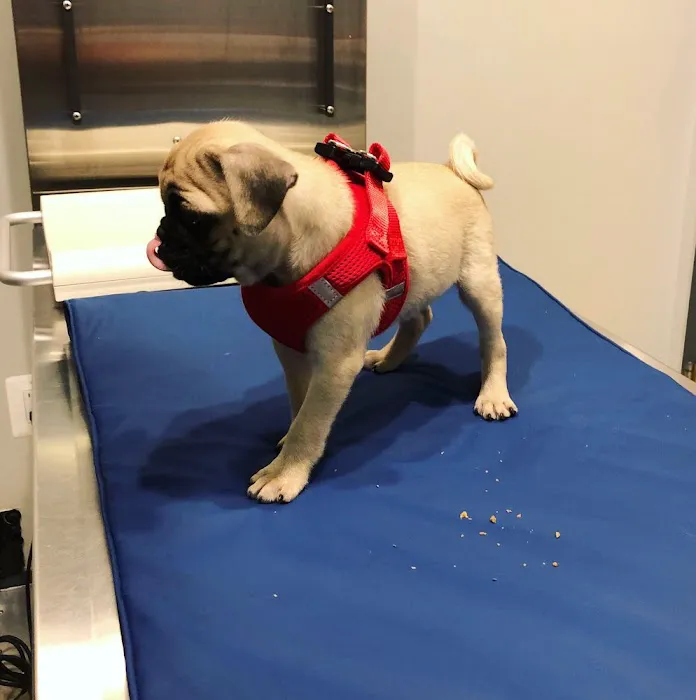 Northern Liberties Veterinary Center Picture 3