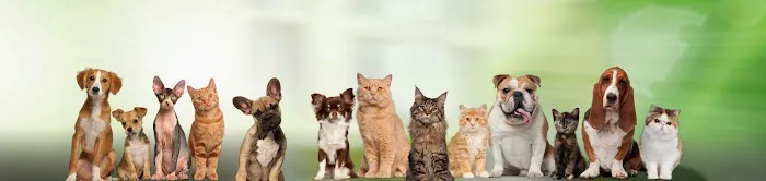 Northern Liberties Veterinary Center Picture 1