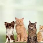 Northern Liberties Veterinary Center