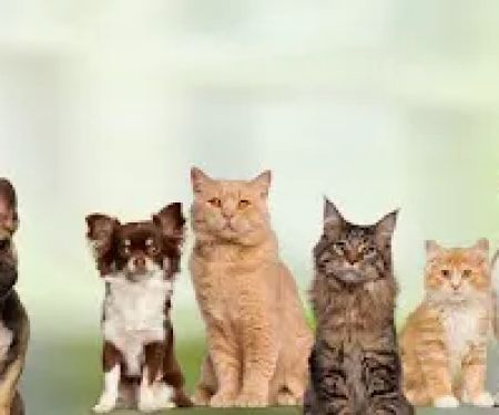 Northern Liberties Veterinary Center