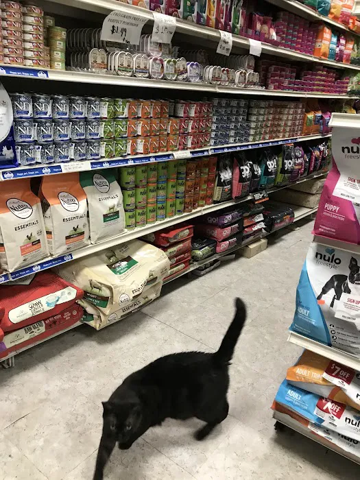 NYC Pet Picture 7