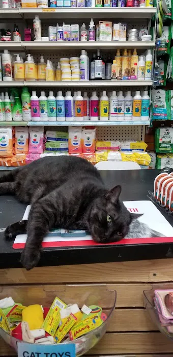 NYC Pet Picture 3