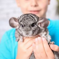 2nd Street Animal Hospital & Exotic Clinic ico