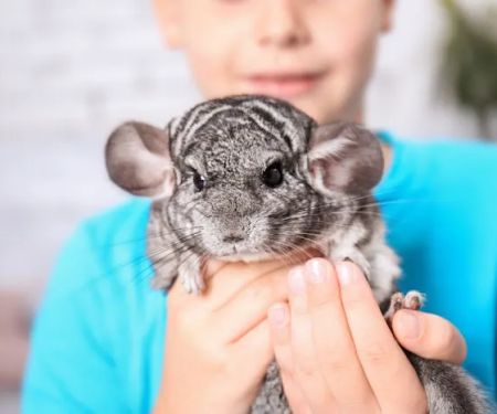 2nd Street Animal Hospital & Exotic Clinic
