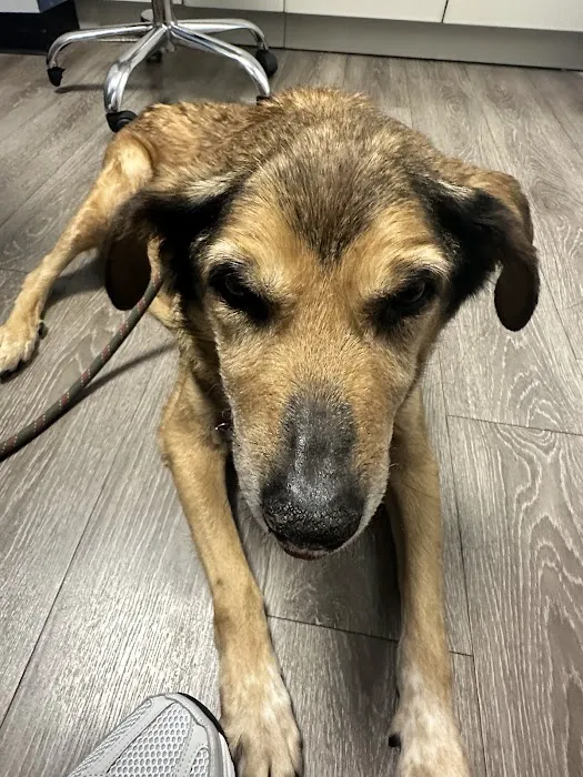 2nd Street Animal Hospital & Exotic Clinic Picture 2