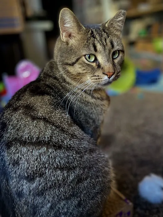2nd Street Animal Hospital & Exotic Clinic Picture 10