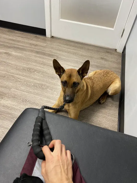 2nd Street Animal Hospital & Exotic Clinic Picture 8