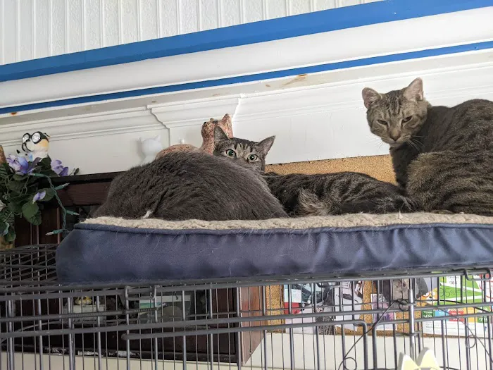 Pet Vet Clinic On Passyunk Picture 6