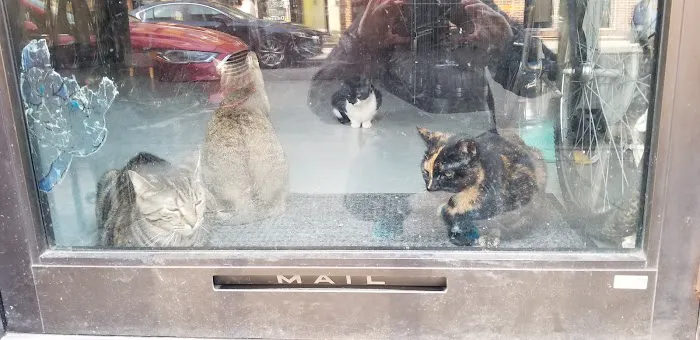 Pet Vet Clinic On Passyunk Picture 4