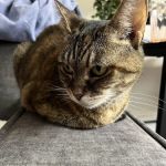 Pet Vet Clinic On Passyunk