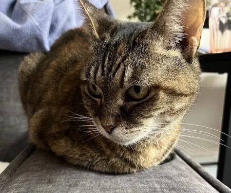 Pet Vet Clinic On Passyunk