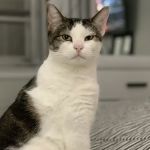 PAWS Spay/Neuter and Wellness Clinic