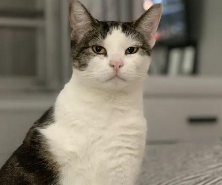 PAWS Spay/Neuter and Wellness Clinic