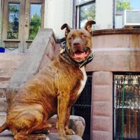Natty Pet Shop ico