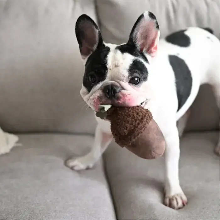 Natty Pet Shop Picture 9