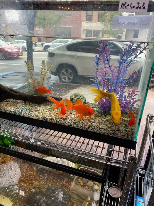 Natty Pet Shop Picture 2