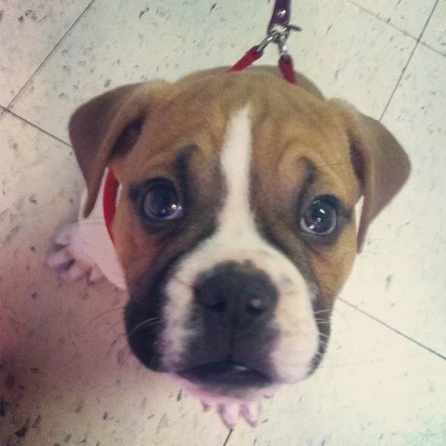 Girard Veterinary Clinic Picture 4