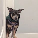 Girard Veterinary Clinic