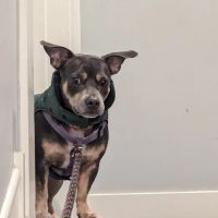 Girard Veterinary Clinic ico