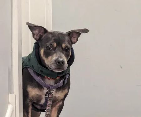 Girard Veterinary Clinic