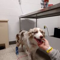 Ryan Veterinary Hospital ico