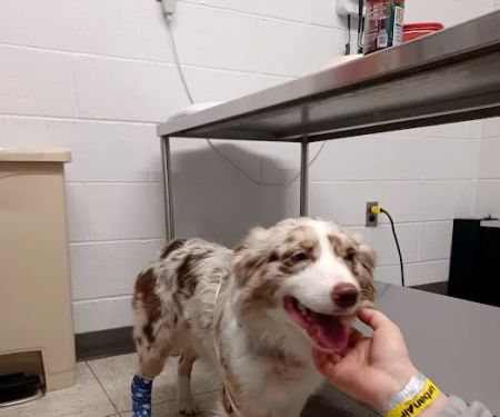 Ryan Veterinary Hospital