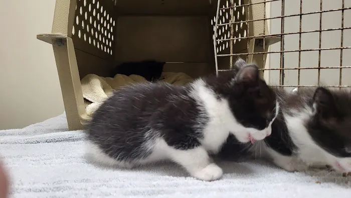 Indy Veterinary Care Picture 5