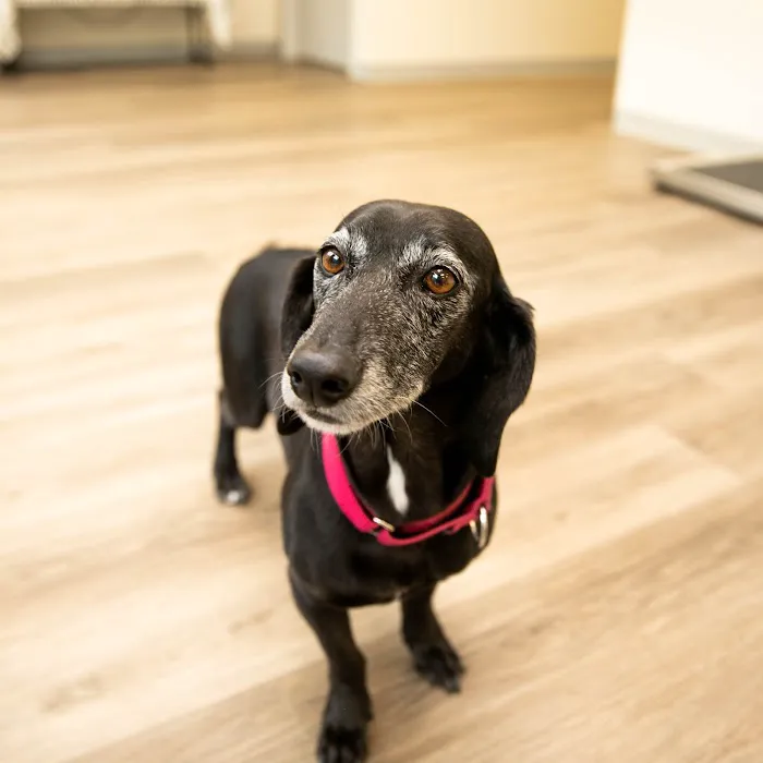 Indy Veterinary Care Picture 10