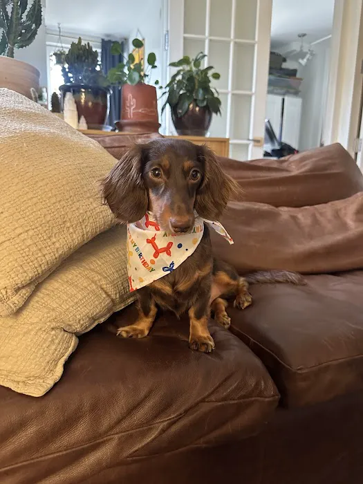 Axel & Tia’s Pet Bakery Picture 4