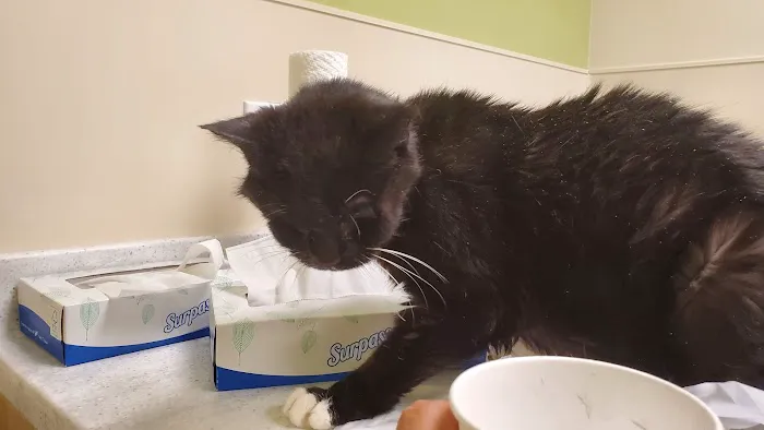 BluePearl Pet Hospital Picture 8