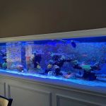 Aqua Spaces - Aquarium Maintenance
