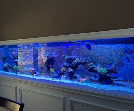 Aqua Spaces - Aquarium Maintenance