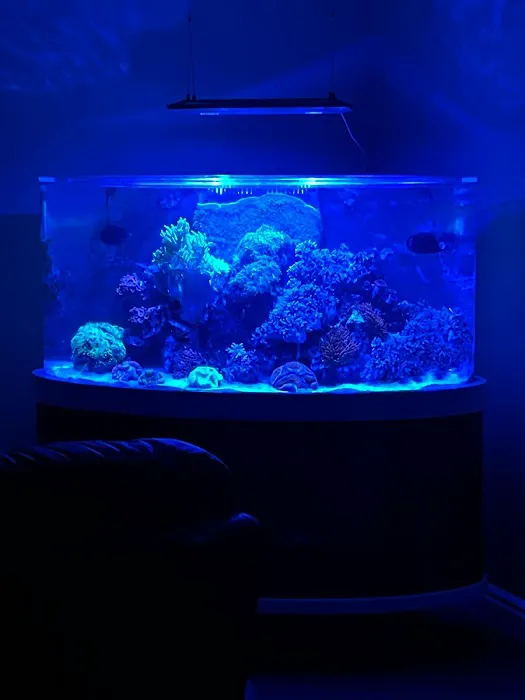 Aqua Spaces - Aquarium Maintenance Picture 3