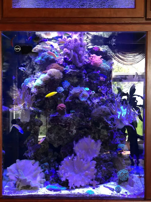Aqua Spaces - Aquarium Maintenance Picture 8