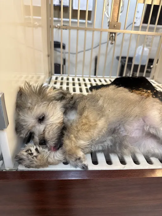 Pet Central Picture 6