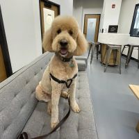 Heart + Paw ico